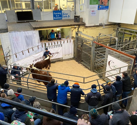 Video: Cork breeder pays €22k for Kerry-bred Hereford heifer