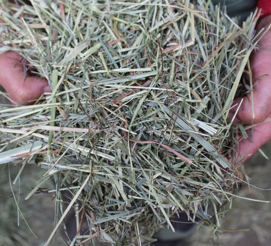 What do your calves need for rumen development?