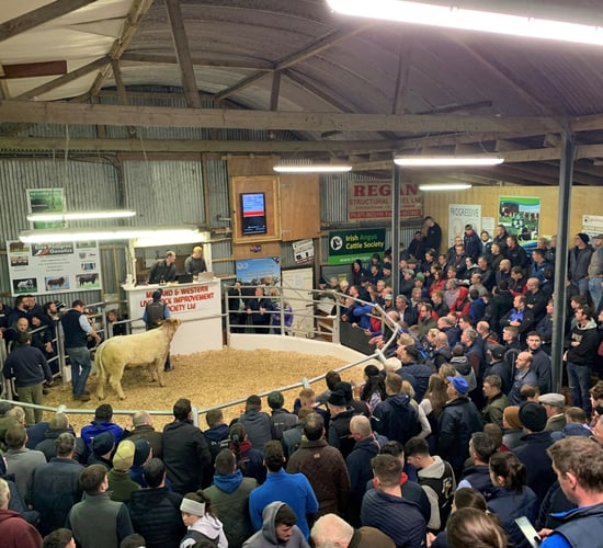 Video: Top price of €14,500 for weanling heifer at Carrick Winter Fair