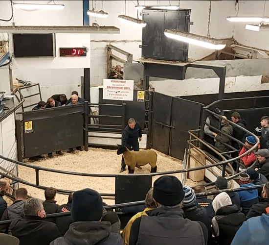 West of Ireland Suffolk club female sale tops €2,000 in Athenry