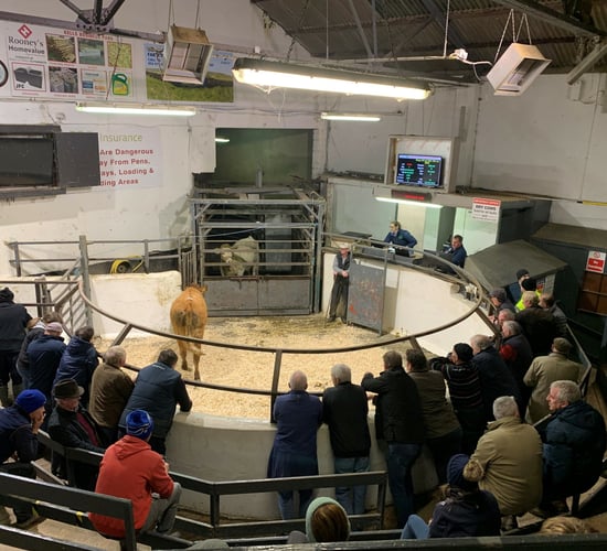 Mart report: Weanling bulls and heifers in Carnaross