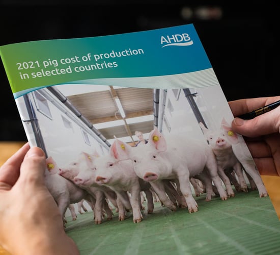 Report: Pig production costs in 17 countries, including Ireland
