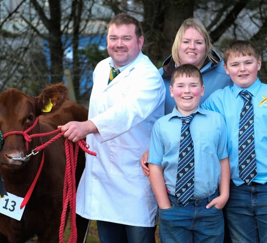 Red Aberdeen Angus cattle: Demand to produce smaller calves