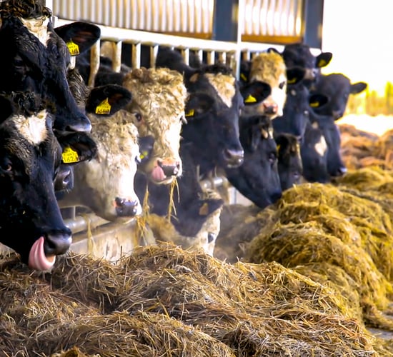 UFU 'extremely concerned' about pause in TB testing