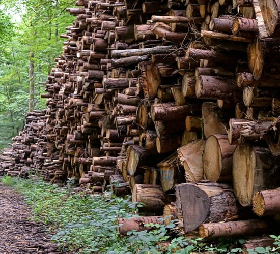 HSA launches forestry inspection campaign