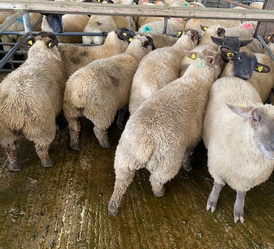 Sheep trade: Factories moving prices up and down