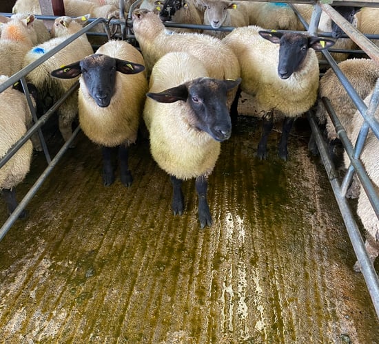 Sheep trade update: Lamb prices edge up another 10c/kg
