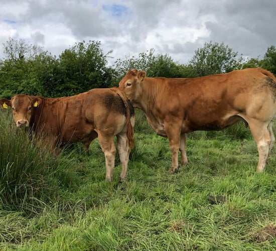 Teagasc National Beef Conference set for Galway