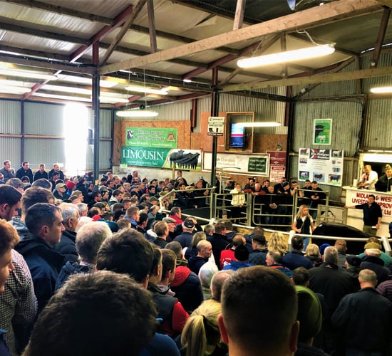 Video: Sale of 420 cattle gets underway at Winter Fair in Carrick