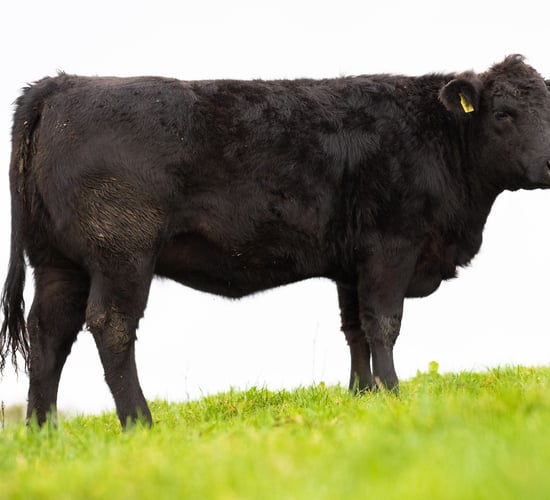 Pedigree Aberdeen Angus heifer star prize in memorial raffle
