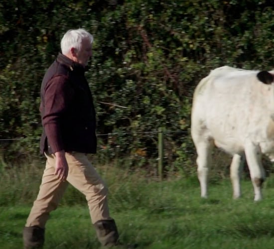 Pedigree Limousin farm saves over €8k using Supersoil