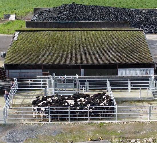 Winter Beef series: Targets for winter weight gain in cattle