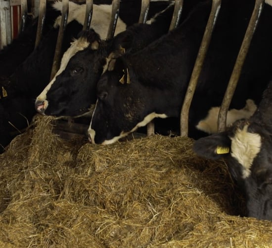 Winter Beef series: Avoiding 'the weanling weight struggle'