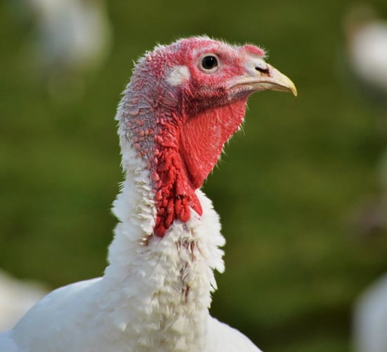 UK taskforce recommends 'targeted' bird flu vaccination trial in turkeys 