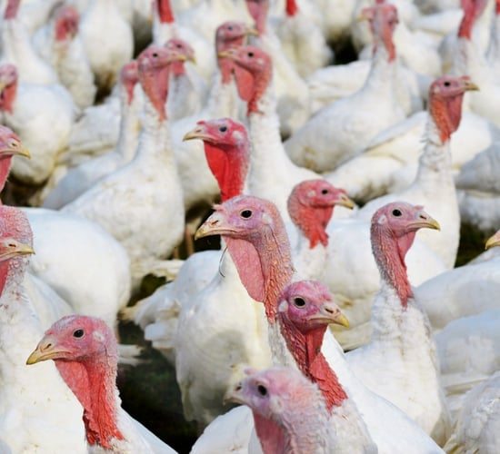 An Bord Pleanála grants permission for poultry sheds in Donegal