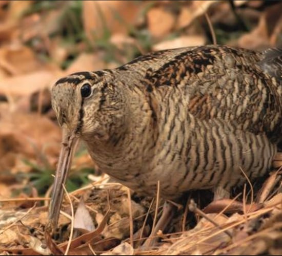 Decline in woodcock numbers likely due to habitat loss - GWCT