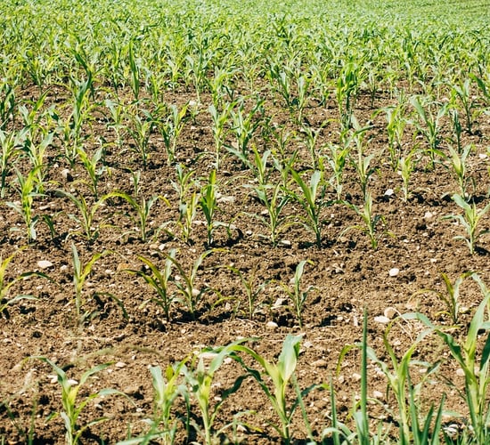 CSO: Fertiliser prices up by 122% in a year