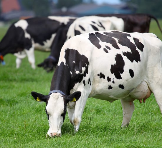 Stop bad things from happening to good cows