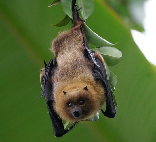 Bats can be 'valuable allies' for farmers by eating pests - study