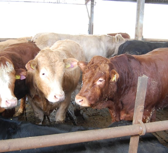 Beef exports in Argentina reach record levels
