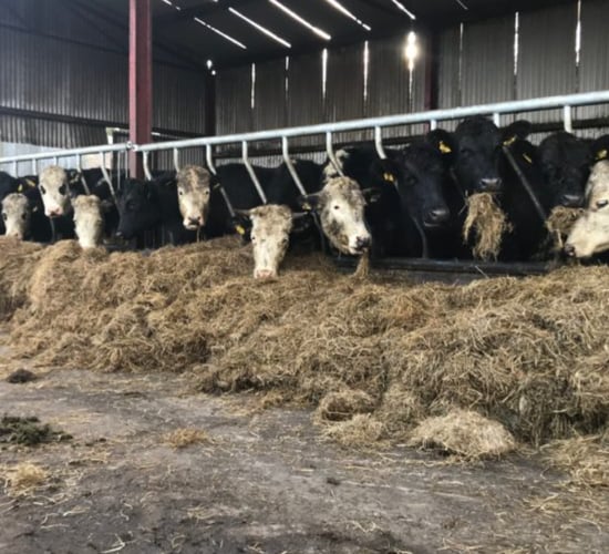 New series to offer dairy-beef farmers winter management tips