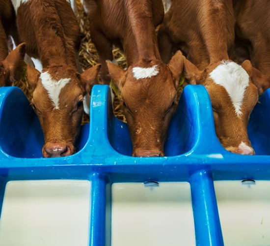 Improving performance and efficiency with calf milks