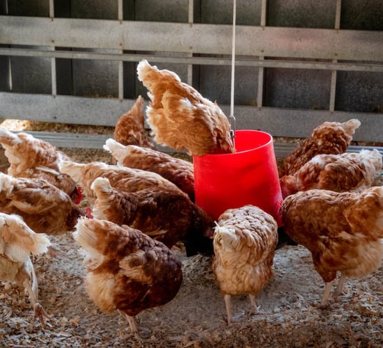 Bird Flu: Minister announces housing order for poultry
