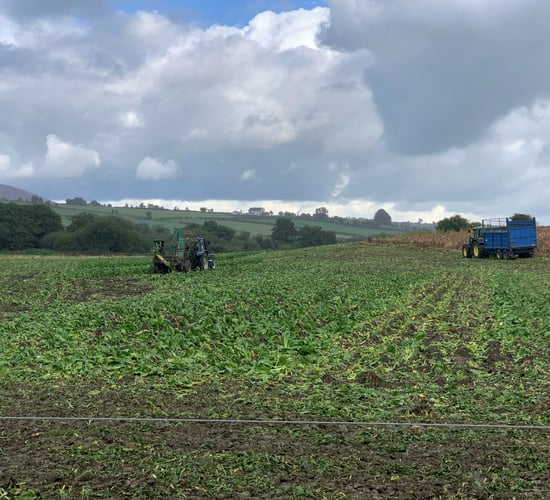 9 tips for growing and feeding fodder beet
