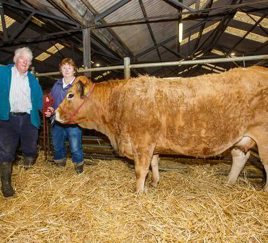 In-calf heifer takes top price at Aubrac show and sale