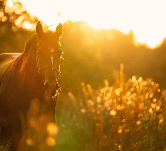 MEP: Current equine passport system 'remains vulnerable to fraud'