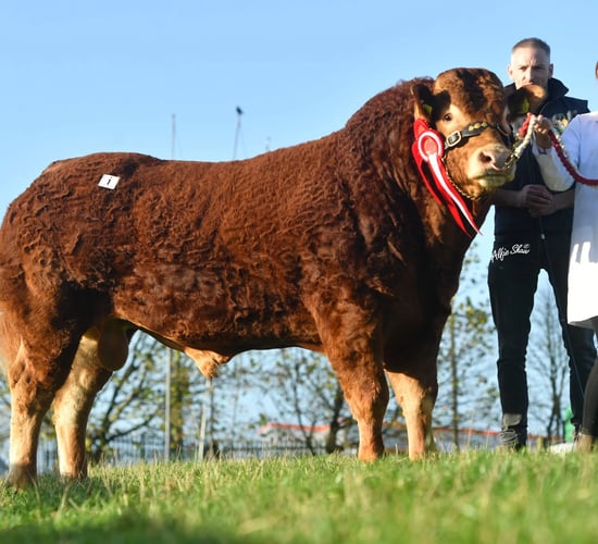 Kerry and Antrim buyers secure €9,000 'Limo bulls' at society sale
