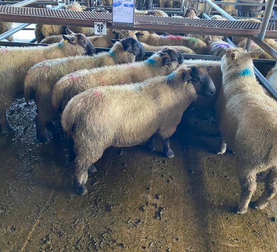 Sheep trade: Trade continues to head in right direction