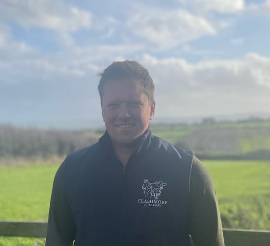 Kerry vet sees better vigour and improved calvings with dry cow bolus