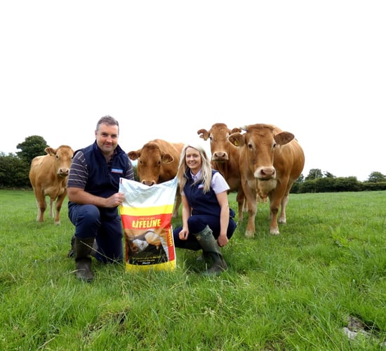 Zero calf mortalities in beef herd due to colostrum boost