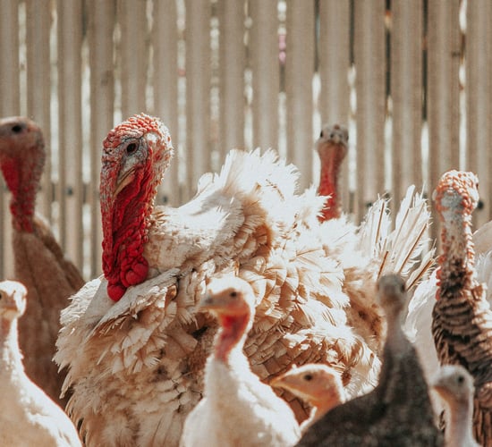 Bird flu: Second outbreak confirmed in Monaghan
