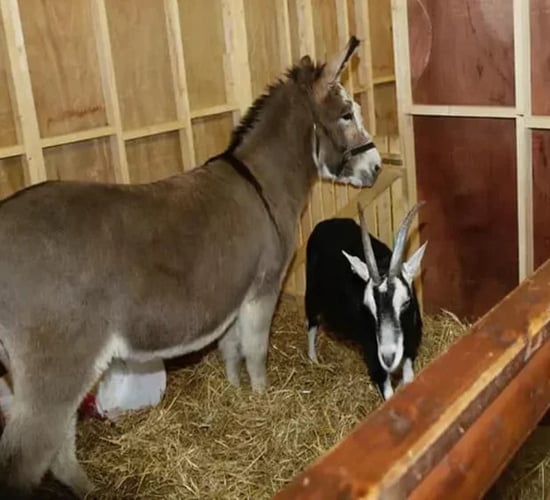 Live animal crib to go ahead at new location in Dublin