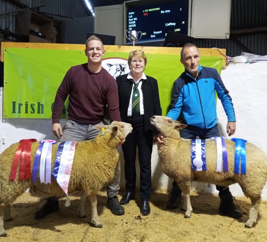 Roscommon ewe lamb named champion at Charollais female sale