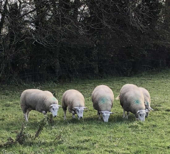 Clean Livestock Policy back in focus
