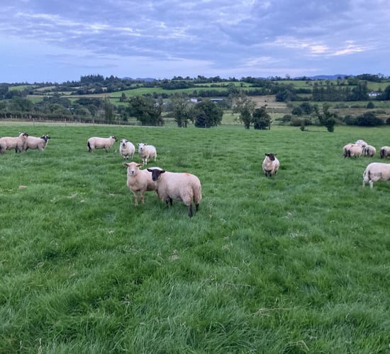 Factories have moved 'too far and too soon' on lamb prices