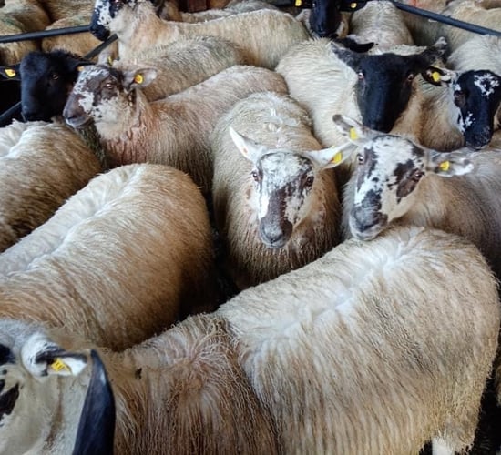 No let-up in demand for finished lambs