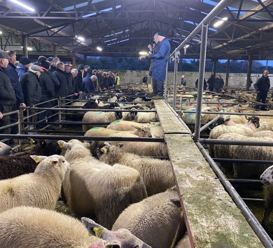 Pics and prices: Ewe lambs out in force in Ballinasloe