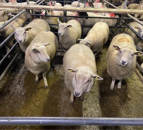Sheep trade: Lamb prices increase 10c/kg