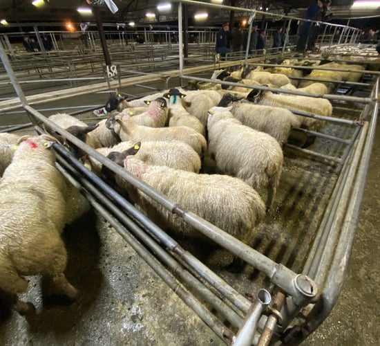 Lamb prices improve by a minimum of €5/head at marts