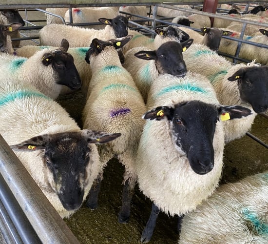Lamb prices on the rise again