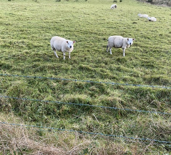 Processors slow to move up weight limits for lambs in NI