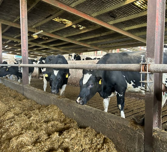 €748 predicted cost/cow increase for winter milk - Teagasc