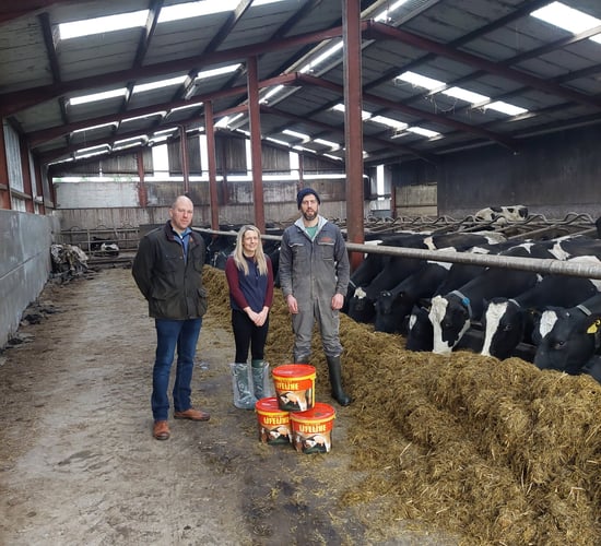 Driving cow and calf health on Fermanagh farm