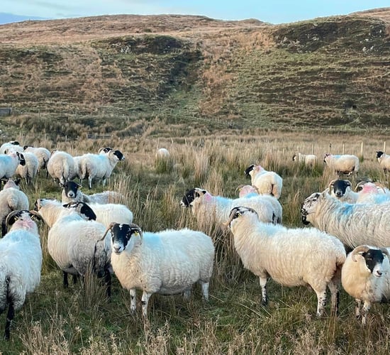 €1,000 reward offered for information on 34 missing ewes