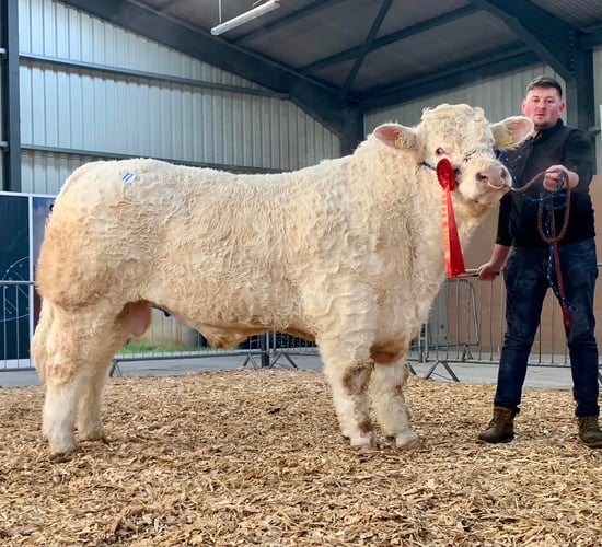 2 Leitrim-bred bulls take champion titles at Carrick show and sale