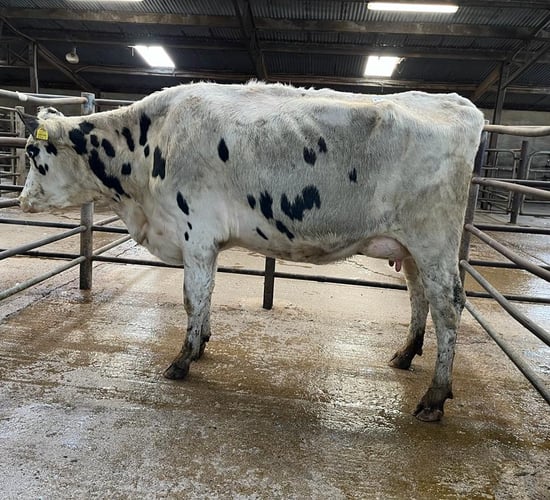 Carnew Mart dairy sale reaches €2,540